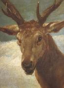 Diego Velazquez Head of a Stag (df01) Sweden oil painting artist